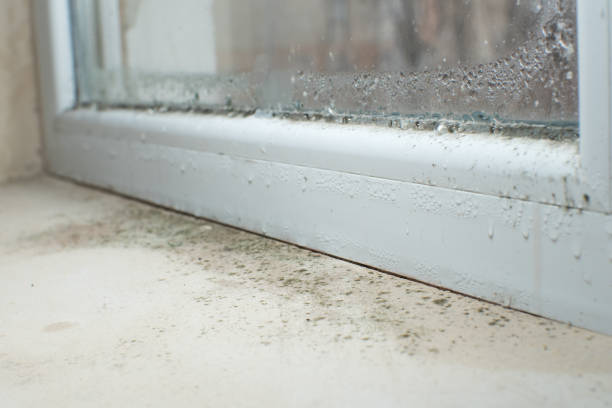 Mold Odor Removal Services in Duncansville, PA